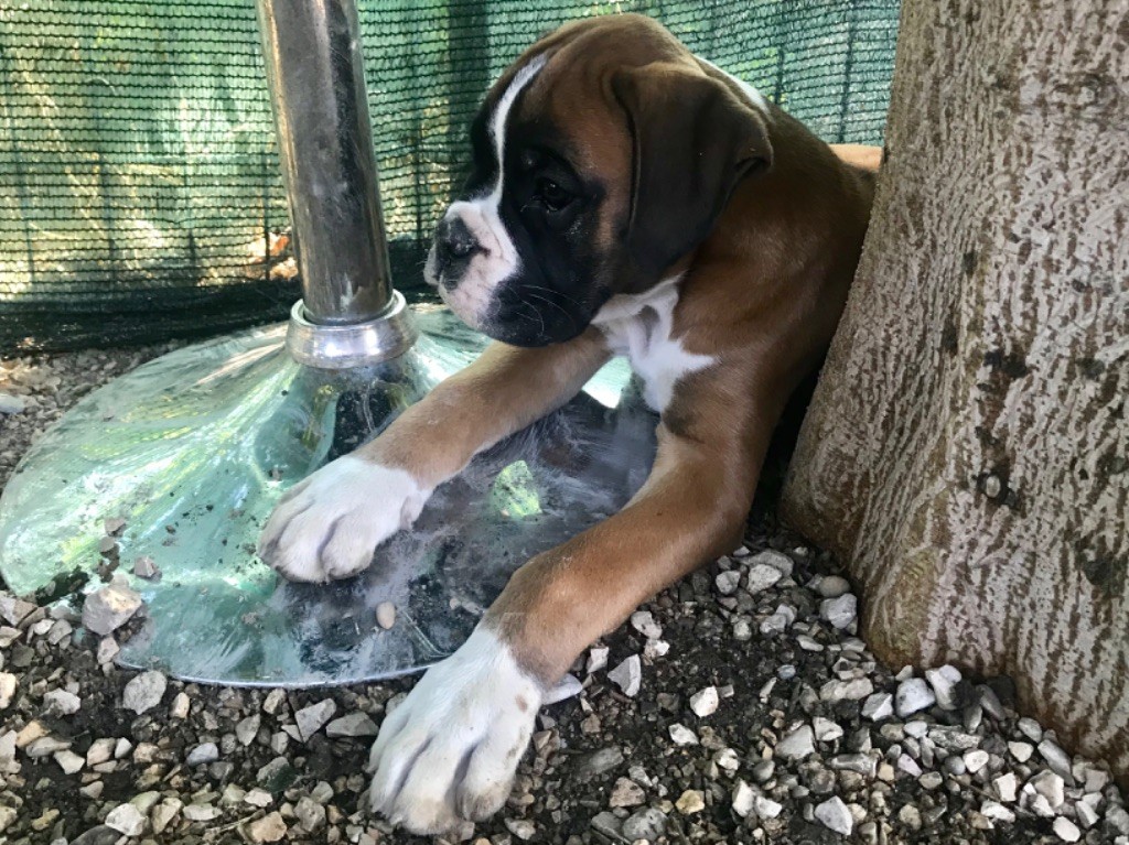 Du Mythe D'Eros - Chiots disponibles - Boxer